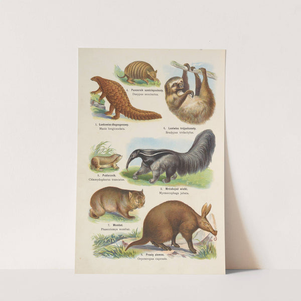 Atlas państwa zwierzęcego Pl.30 (1905) by Kurt Lampert