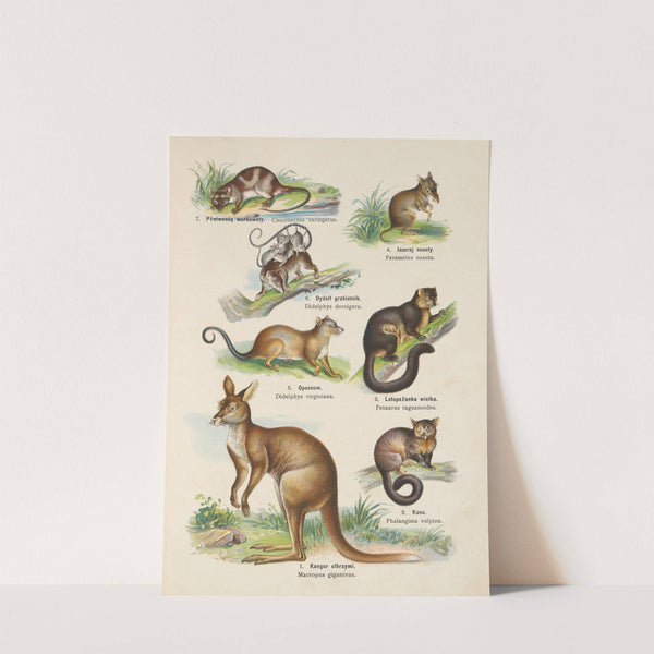 Atlas państwa zwierzęcego Pl.31 (1905) by Kurt Lampert