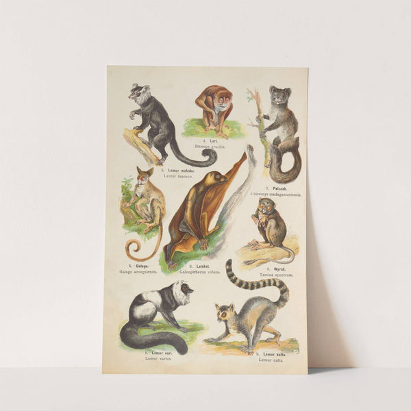 Atlas państwa zwierzęcego Pl.36 (1905) by Kurt Lampert