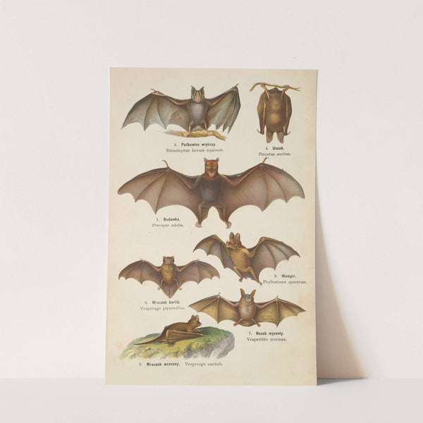 Atlas państwa zwierzęcego Pl.37 (1905) by Kurt Lampert