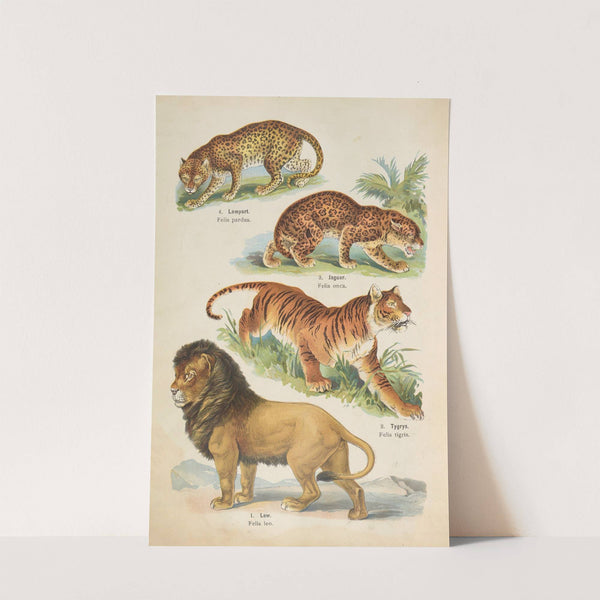 Atlas państwa zwierzęcego Pl.38 (1905) by Kurt Lampert