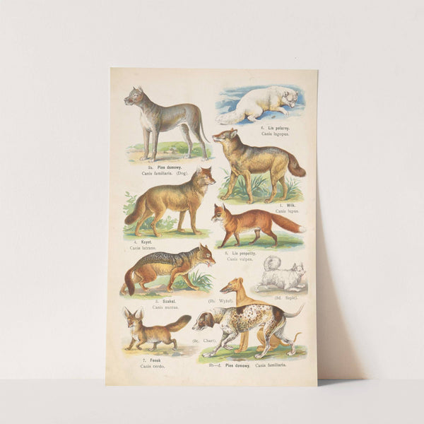 Atlas państwa zwierzęcego Pl.40 (1905) by Kurt Lampert