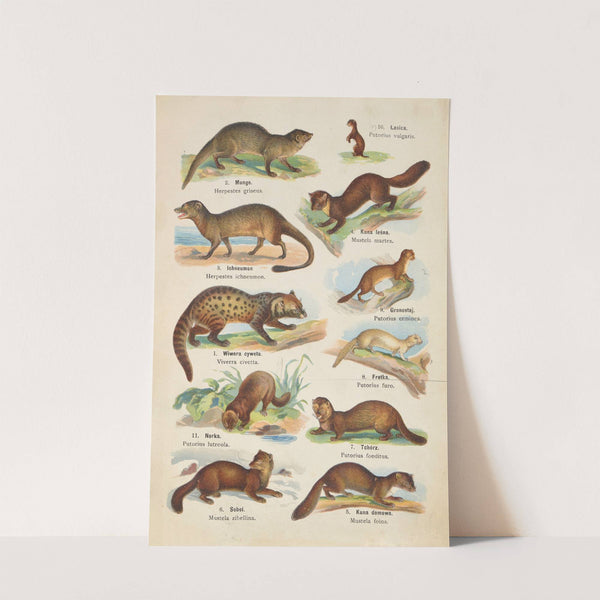 Atlas państwa zwierzęcego Pl.41 (1905) by Kurt Lampert