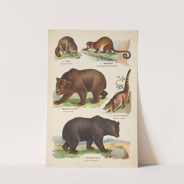 Atlas państwa zwierzęcego Pl.43 (1905) by Kurt Lampert