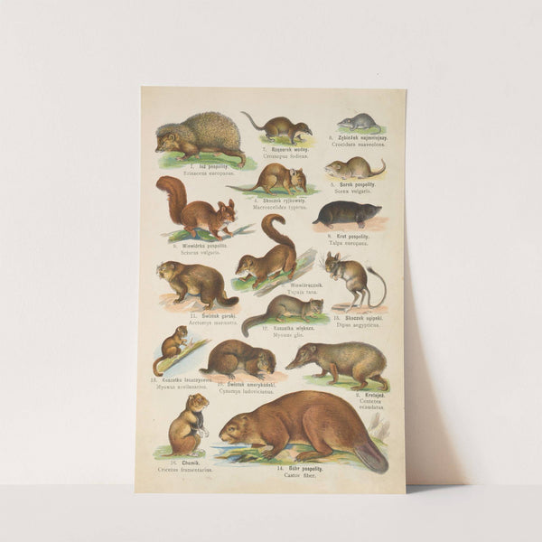 Atlas państwa zwierzęcego Pl.45 (1905) by Kurt Lampert
