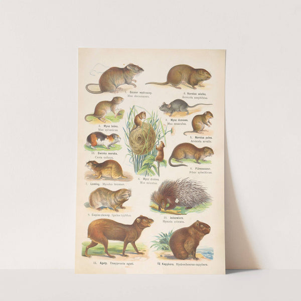 Atlas państwa zwierzęcego Pl.46 (1905) by Kurt Lampert