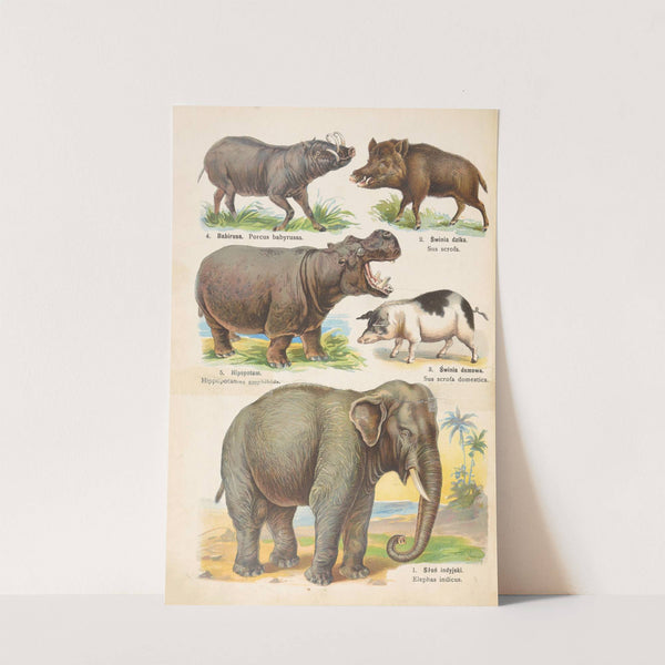 Atlas państwa zwierzęcego Pl.48 (1905) by Kurt Lampert