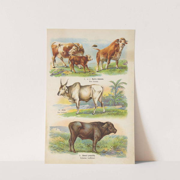 Atlas państwa zwierzęcego Pl.49 (1905) by Kurt Lampert