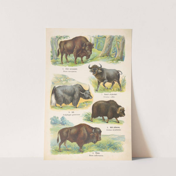 Atlas państwa zwierzęcego Pl.50 (1905) by Kurt Lampert