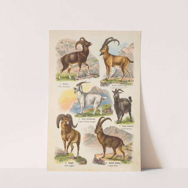 Atlas państwa zwierzęcego Pl.51 (1905) by Kurt Lampert