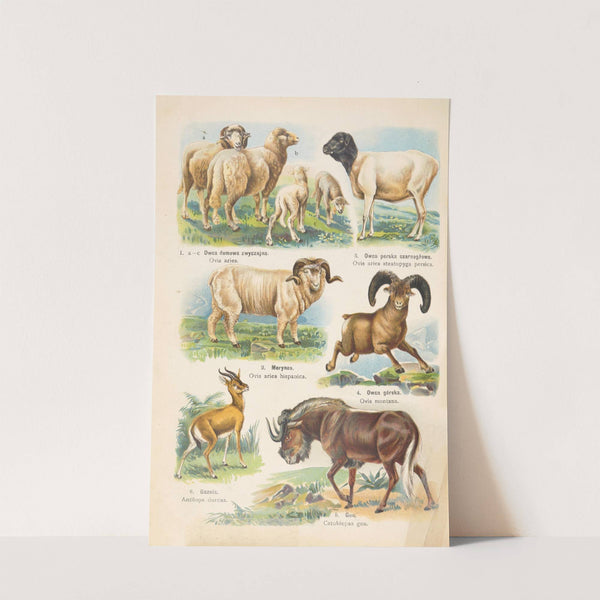 Atlas państwa zwierzęcego Pl.52 (1905) by Kurt Lampert