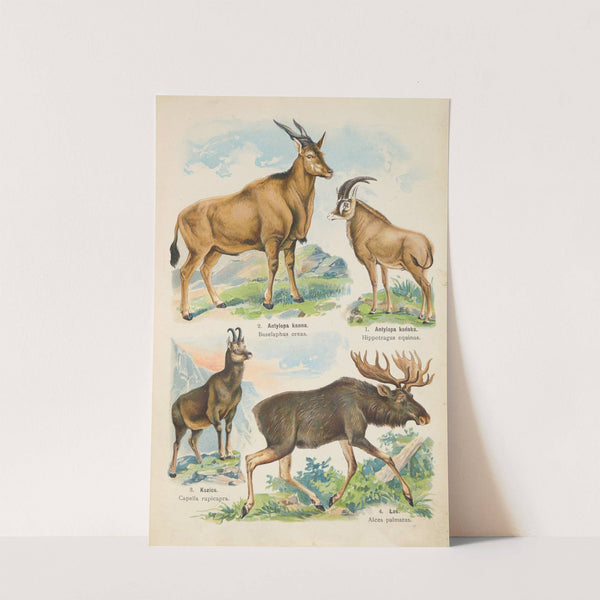 Atlas państwa zwierzęcego Pl.53 (1905) by Kurt Lampert