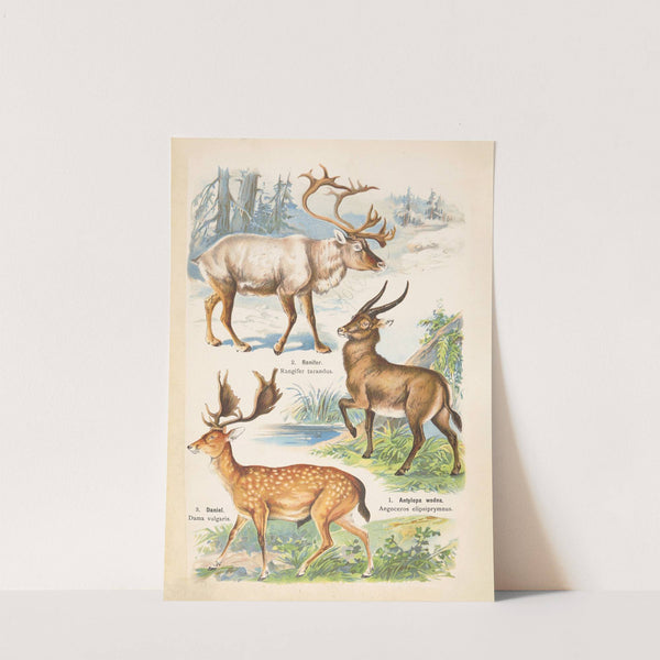 Atlas państwa zwierzęcego Pl.54 (1905) by Kurt Lampert