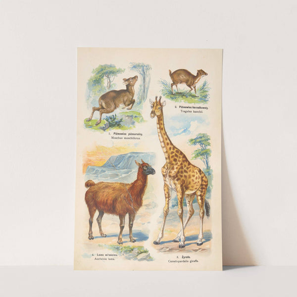 Atlas państwa zwierzęcego Pl.56 (1905) by Kurt Lampert