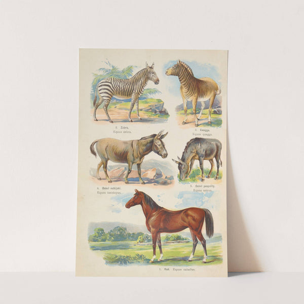 Atlas państwa zwierzęcego Pl.58 (1905) by Kurt Lampert