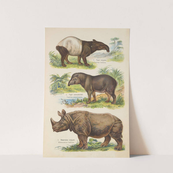 Atlas państwa zwierzęcego Pl.59 (1905) by Kurt Lampert