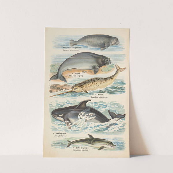 Atlas państwa zwierzęcego Pl.60 (1905) by Kurt Lampert