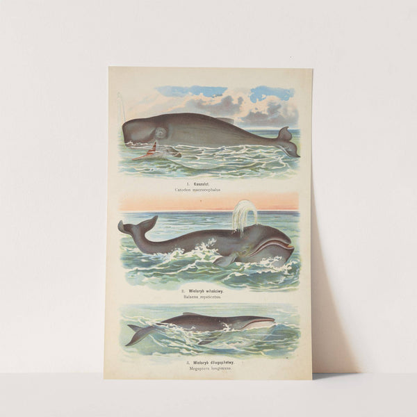 Atlas państwa zwierzęcego Pl.61 (1905) by Kurt Lampert