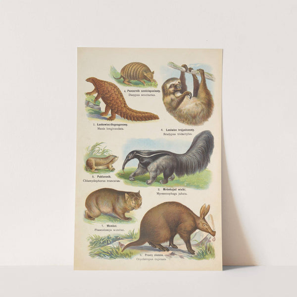 Atlas państwa zwierzęcego Pl.62 (1905) by Kurt Lampert