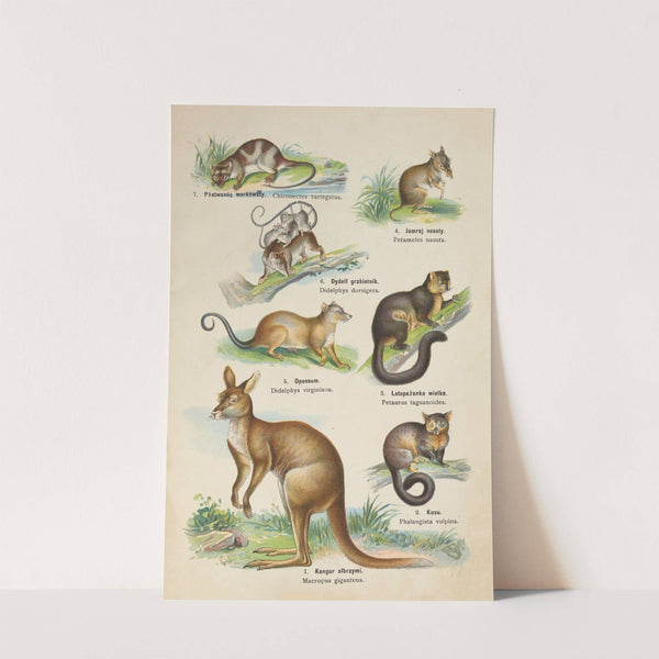 Atlas państwa zwierzęcego Pl.63 (1905) by Kurt Lampert