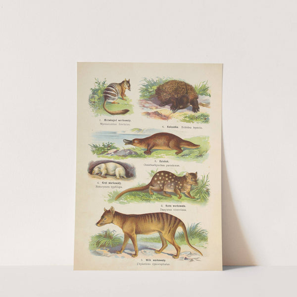 Atlas państwa zwierzęcego Pl.64 (1905) by Kurt Lampert