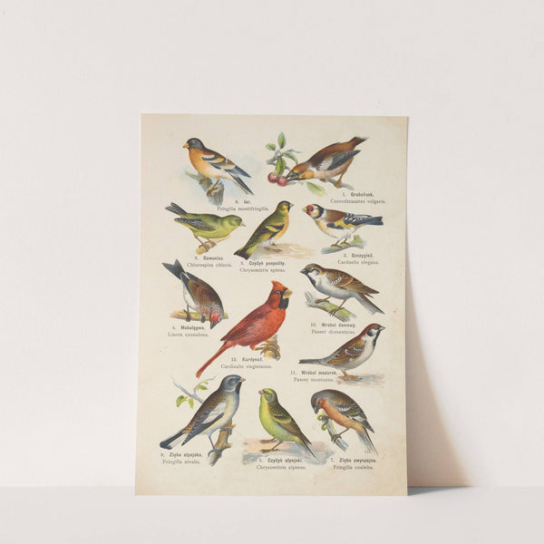 Atlas państwa zwierzęcego Pl.69 (1905) by Kurt Lampert