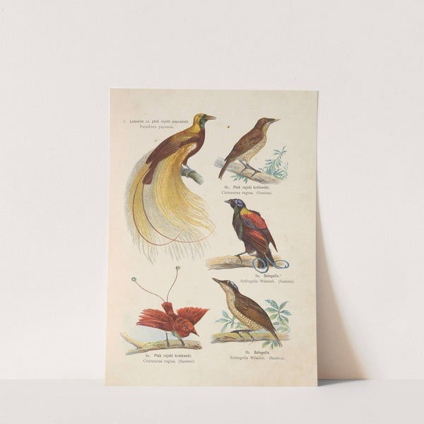 Atlas państwa zwierzęcego Pl.75 (1905) by Kurt Lampert