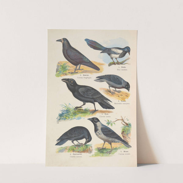 Atlas państwa zwierzęcego Pl.76 (1905) by Kurt Lampert