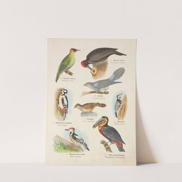 Atlas państwa zwierzęcego Pl.77 (1905) by Kurt Lampert