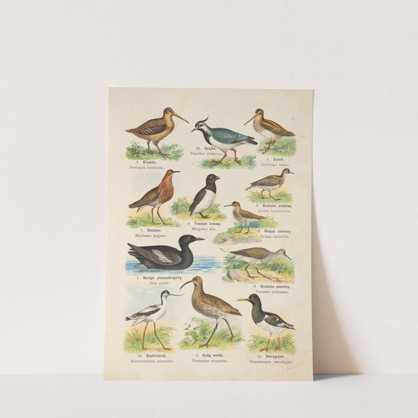 Atlas państwa zwierzęcego Pl.81 (1905) by Kurt Lampert