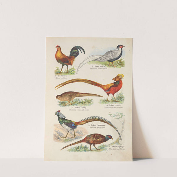 Atlas państwa zwierzęcego Pl.83 (1905) by Kurt Lampert