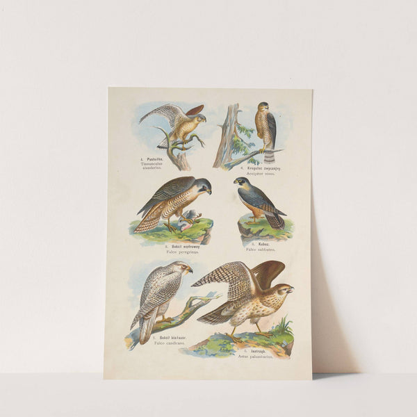 Atlas państwa zwierzęcego Pl.87 (1905) by Kurt Lampert