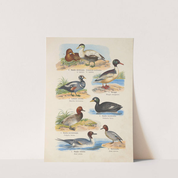 Atlas państwa zwierzęcego Pl.91 (1905) by Kurt Lampert