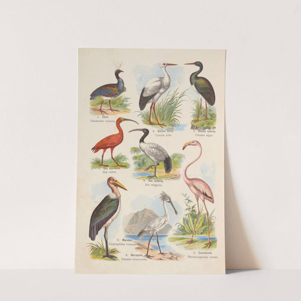 Atlas państwa zwierzęcego Pl.92 (1905) by Kurt Lampert