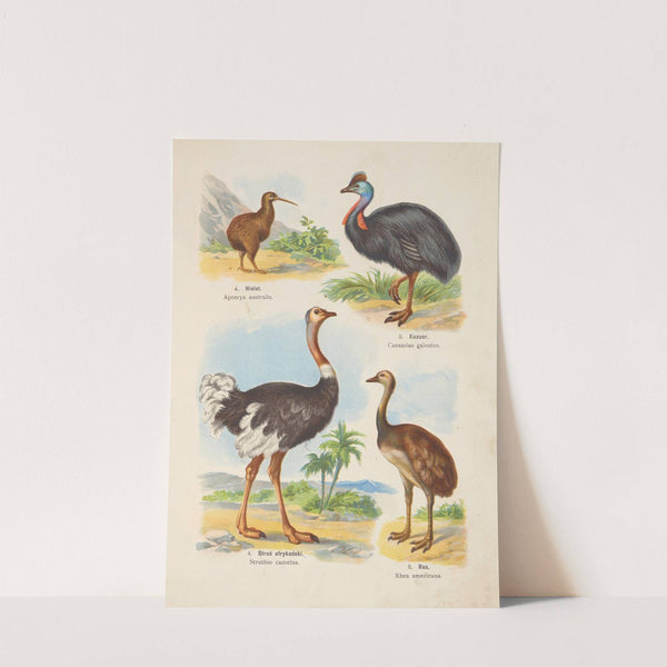 Atlas państwa zwierzęcego Pl.95 (1905) by Kurt Lampert