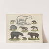 Atlas zoologiczny w 45 tablicach Pl.03 (1852) by D. E. Friedlein