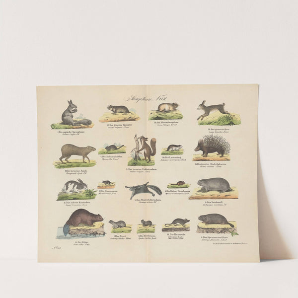 Atlas zoologiczny w 45 tablicach Pl.07 (1852) by D. E. Friedlein