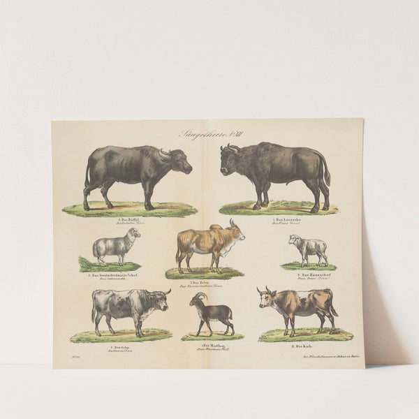 Atlas zoologiczny w 45 tablicach Pl.12 (1852) by D. E. Friedlein
