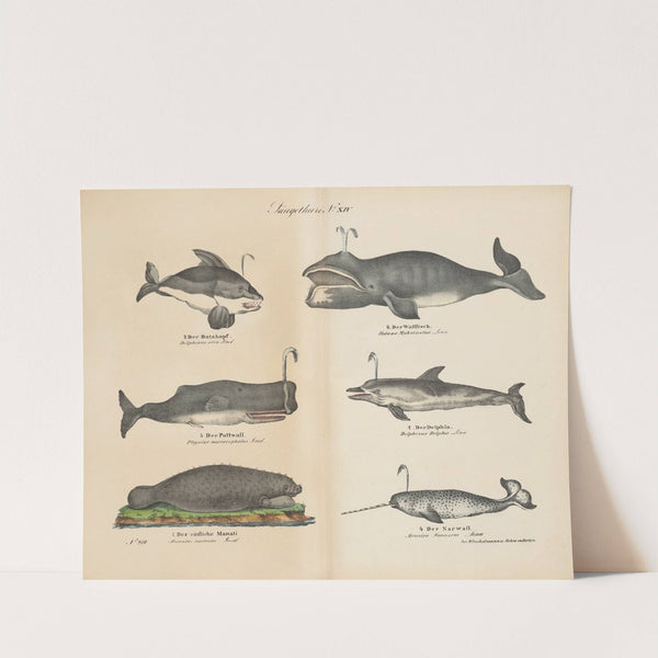 Atlas zoologiczny w 45 tablicach Pl.14 (1852) by D. E. Friedlein