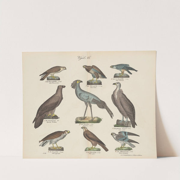 Atlas zoologiczny w 45 tablicach Pl.15 (1852) by D. E. Friedlein