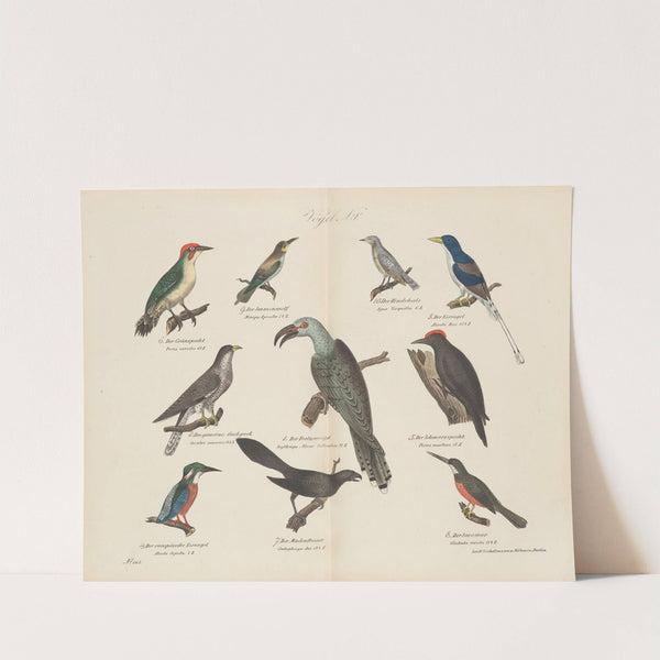 Atlas zoologiczny w 45 tablicach Pl.19 (1852) by D. E. Friedlein