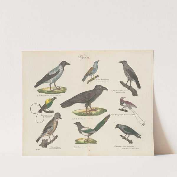 Atlas zoologiczny w 45 tablicach Pl.22 (1852) by D. E. Friedlein