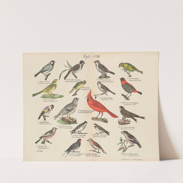 Atlas zoologiczny w 45 tablicach Pl.25 (1852) by D. E. Friedlein