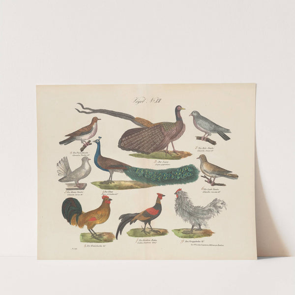 Atlas zoologiczny w 45 tablicach Pl.26 (1852) by D. E. Friedlein