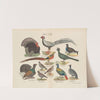 Atlas zoologiczny w 45 tablicach Pl.27 (1852) by D. E. Friedlein
