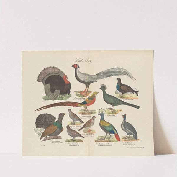 Atlas zoologiczny w 45 tablicach Pl.27 (1852) by D. E. Friedlein
