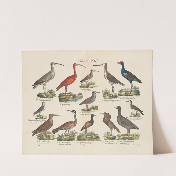 Atlas zoologiczny w 45 tablicach Pl.29 (1852) by D. E. Friedlein
