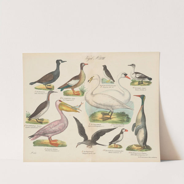 Atlas zoologiczny w 45 tablicach Pl.32 (1852) by D. E. Friedlein
