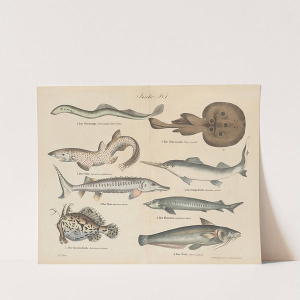Atlas zoologiczny w 45 tablicach Pl.34 (1852) by D. E. Friedlein