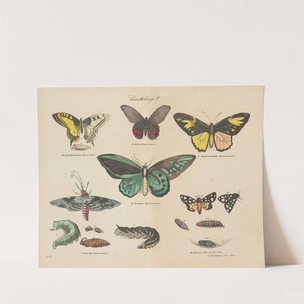 Atlas zoologiczny w 45 tablicach Pl.45 (1852) by D. E. Friedlein